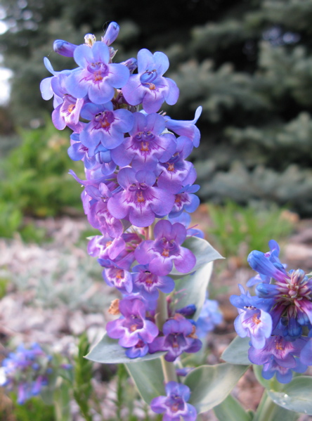 Smooth Blue Beardtongue Penstemon Nitidus Forum Topic